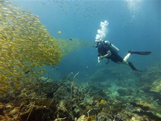 Scuba Diving In Thailand