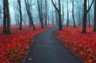Autumn Foggy Alley Colorful