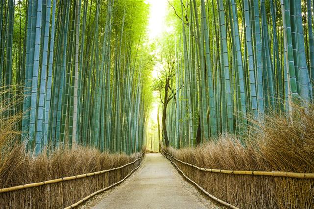 Kyoto Japan Bamboo Forest