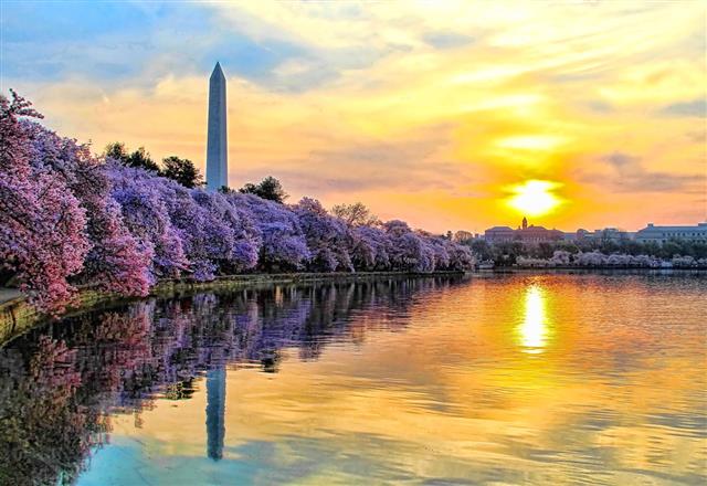Washington Monument And Cherry Blossoms