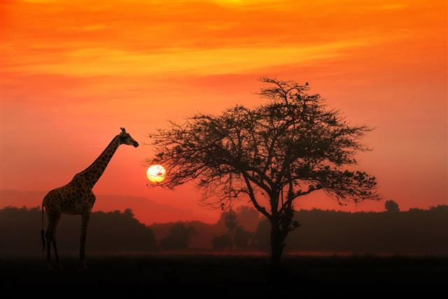 African Giraffe At Sunrise