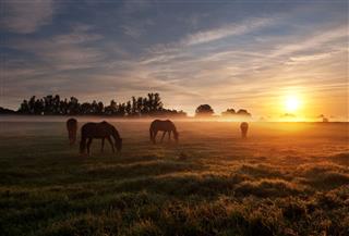 Four Horses And Sunset