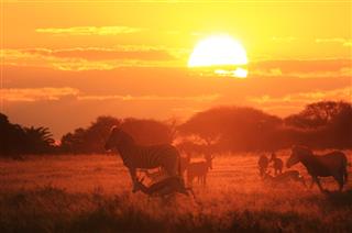 African Sunset Bliss Wildlife And Golden Freedom