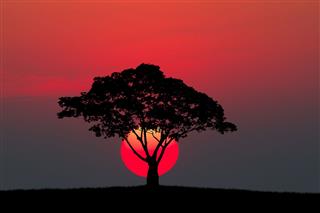 Tree And Meadow With Sunset