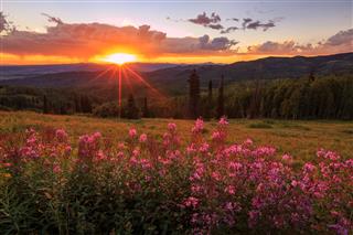 Fire Weed Wildflower Sunset