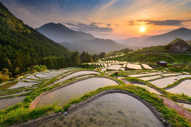 Rice Terraces In Japan