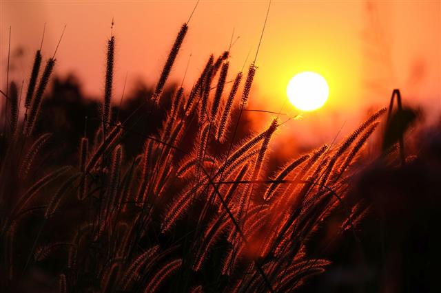Sunset With Silhouette Of Grass Flower