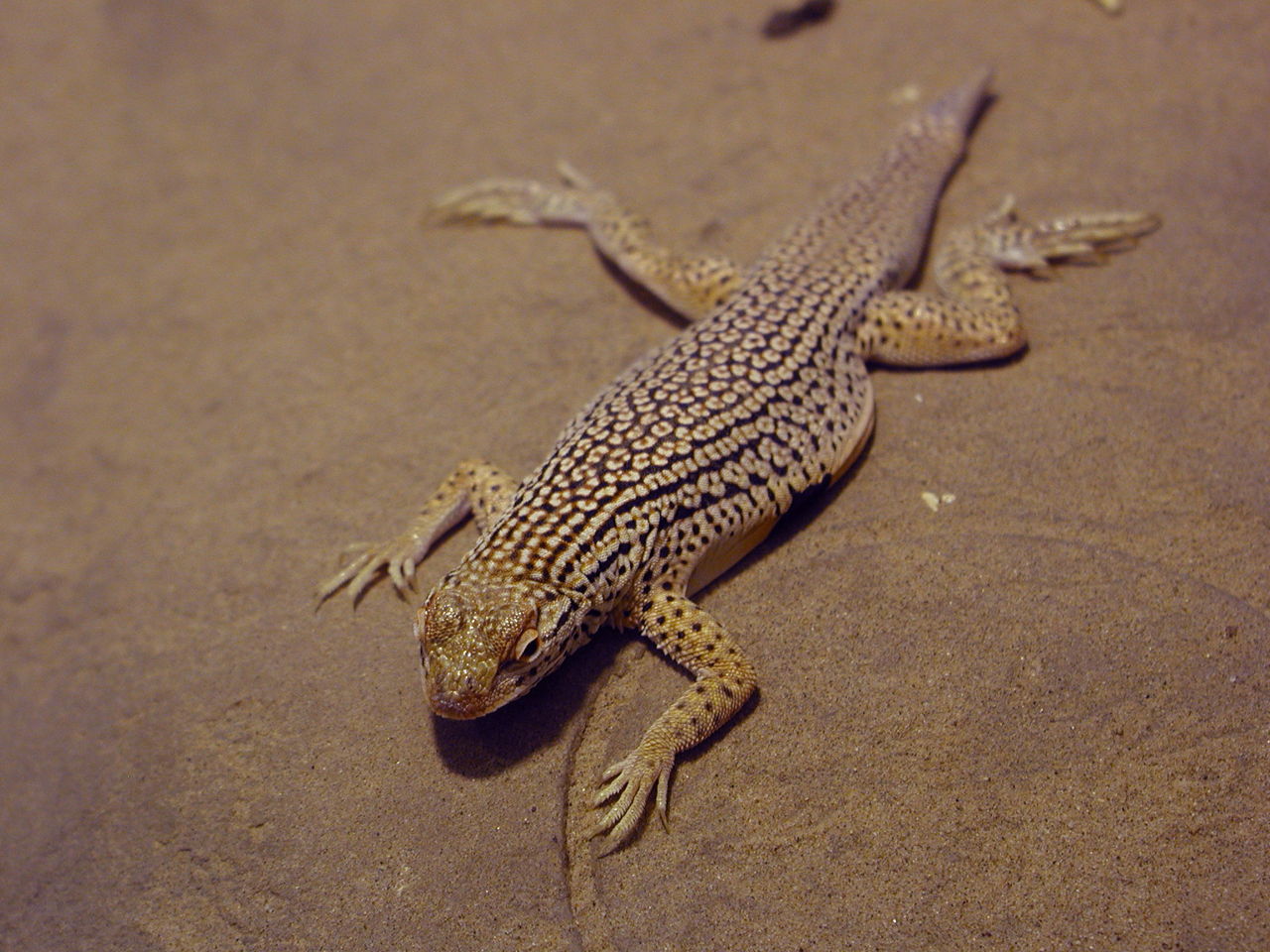 Exotic Pets May Pose a Health Risk in the United States