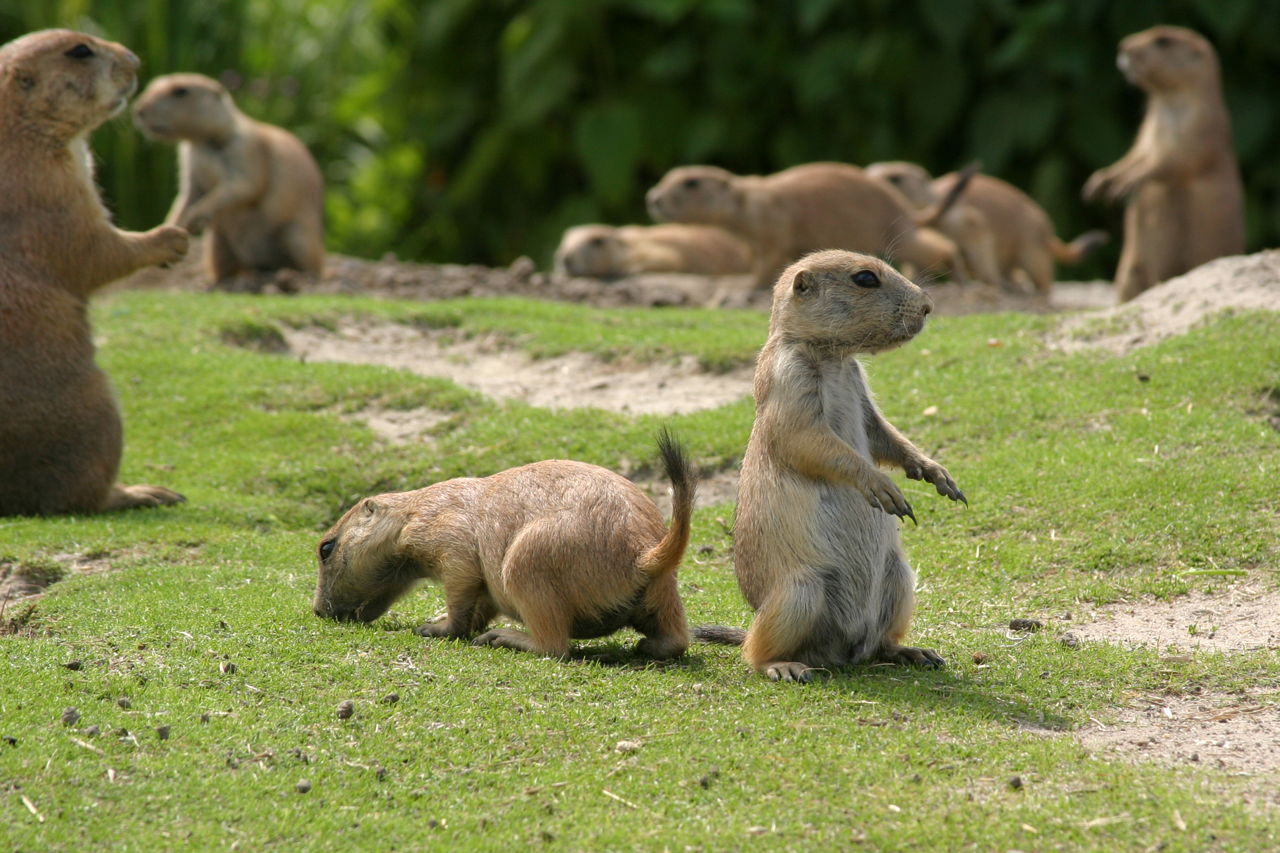Adaptations in Prairie Dogs