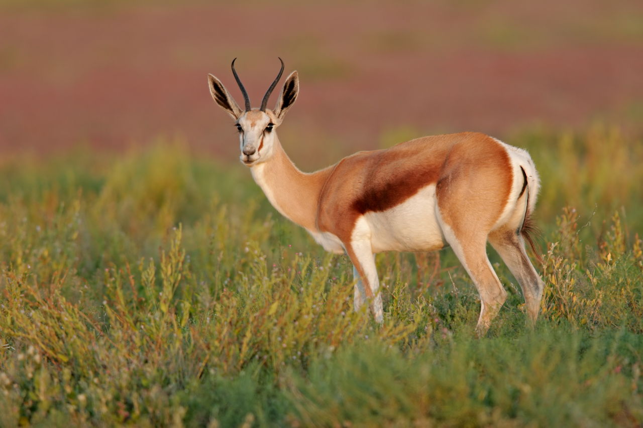 African Antelope Species