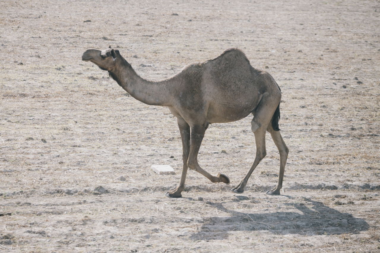 Wonderfully Witty Quotes and Sayings About Camels - Quotabulary