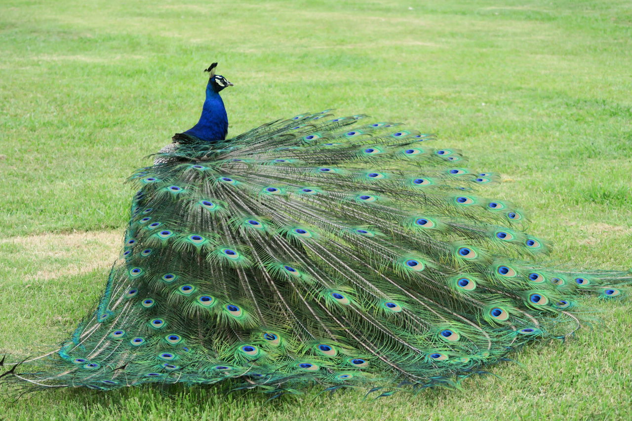 Here S How To Tell The Difference Between A Male And Female Peacock Bird Eden