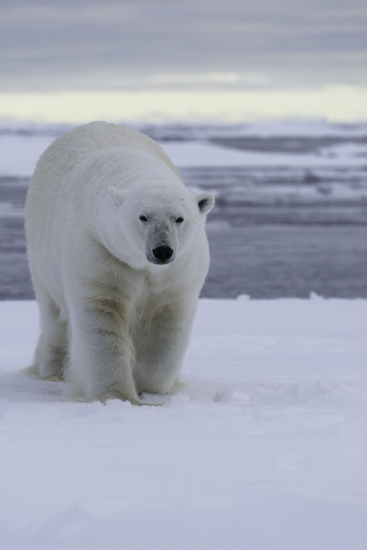 Polar Bear Adaptations - Animal Sake