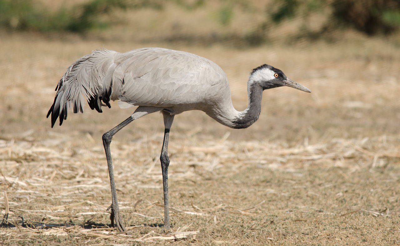 Facts about the Crane (bird) with Pictures