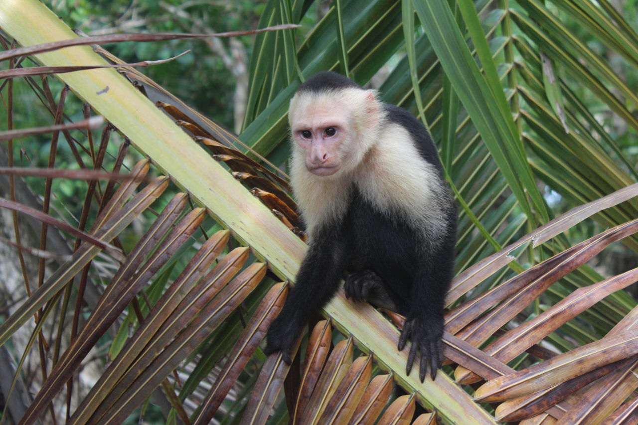 Capuchin Monkey Care