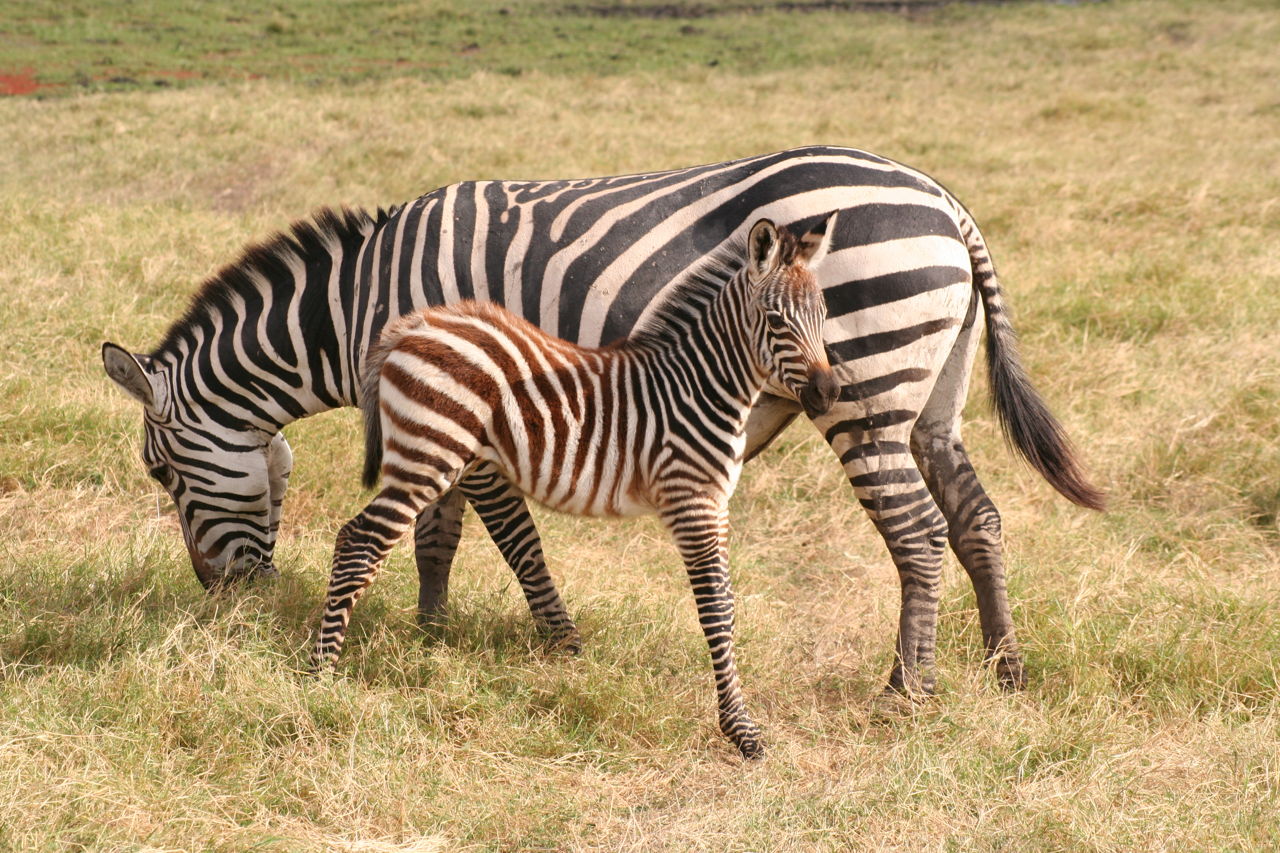 What Color Are a Zebra's Stripes?