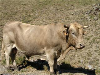 Fat Brown Bull