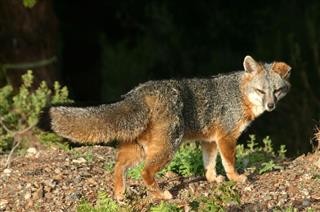 California Coastal Grey Fox