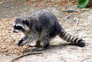 Raccoon Scavenging For Food