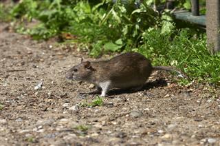 Brown Rat Living On Scraps