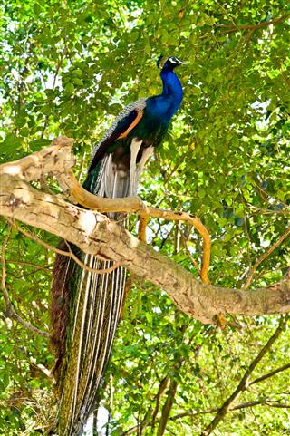 Peacock Sitting On Tree