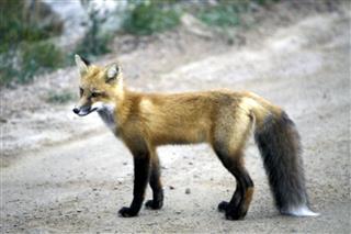 Red Fox Crosses The Road