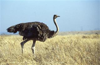 Ostrich Walking Savanna Landscape