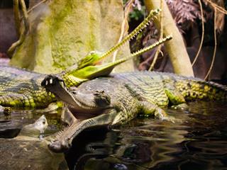 Gharial With Open Mouth