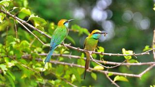 Bee Eaters With Bee In Mouth