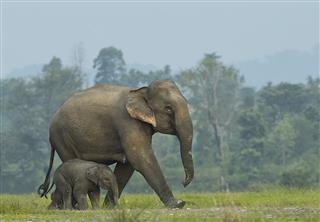 Elephant Mother With Calf