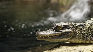 Juvenile Crocodile
