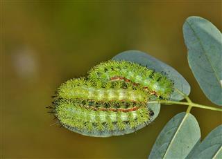 Caterpillar Nest