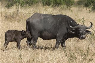 Cape Buffalo Woth Baby