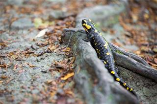Colorful Fire Salamander