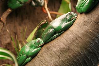 Green Tree Frogs On A Branch