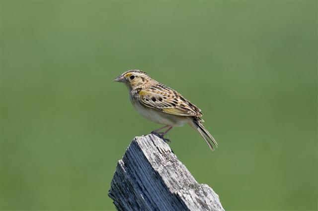 Grasshopper Sparrow Against Green Muted Background
