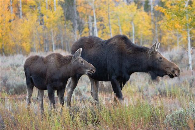 Mother And Calf Moose