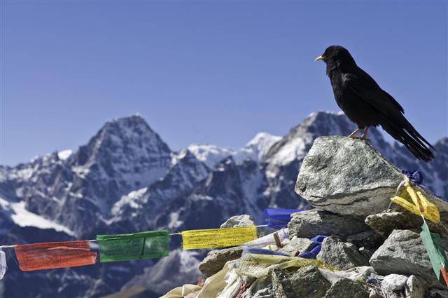 Colorful Prayer Flags Cairn Crow