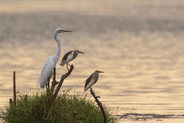 Great Egret And Indian Pond Heron