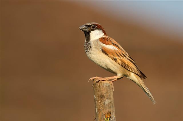 Indian House Sparrow