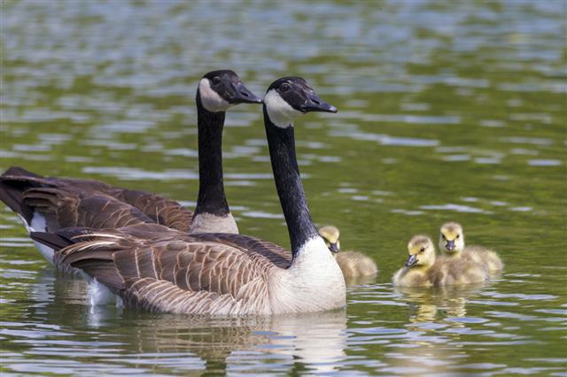 Canada Geese And Their Baby