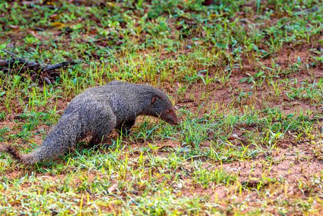 Meet the Mongoose - Courageous Snake Killer and Lovable Pet - Pet Ponder
