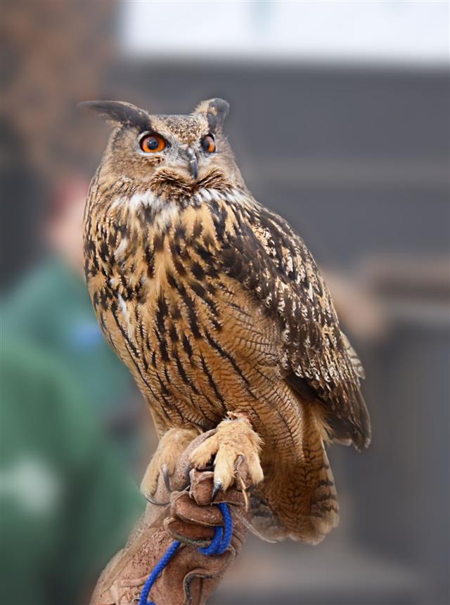 Long Earred Owl Bird With Trainer
