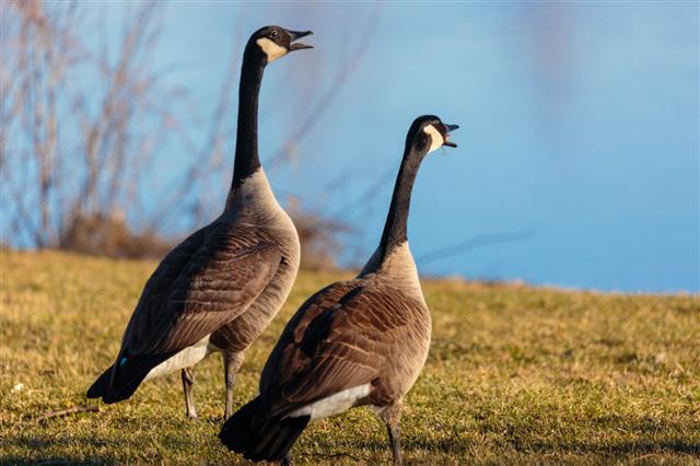 Canada Geese Talking By A Lake