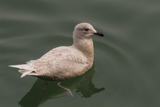 Iceland Gull Juvenile Swimming In Water