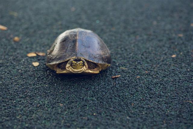 Turtle Is Shy Inside Shell