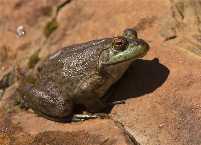 Bullfrog On Rock