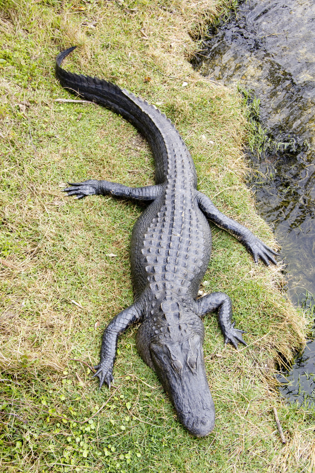The World's Largest Gators — Google Sightseeing