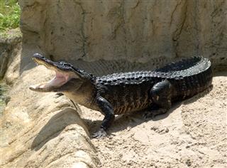 Alligator With Mouth Open