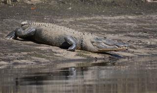 American Alligator Lying On River Bank